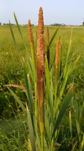 Pat 03 Riet